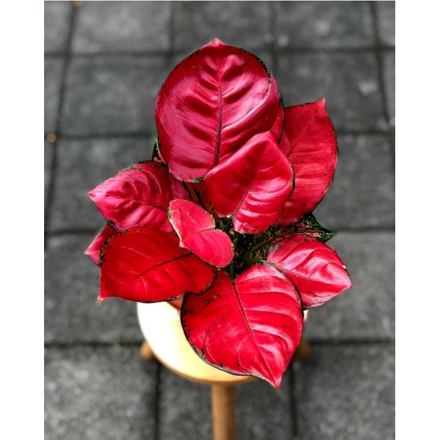 Tanaman Hias Aglonema Red Anjamani Aglaonema Red Anjamani / Bunga Aglonema Red Anjamani Murah