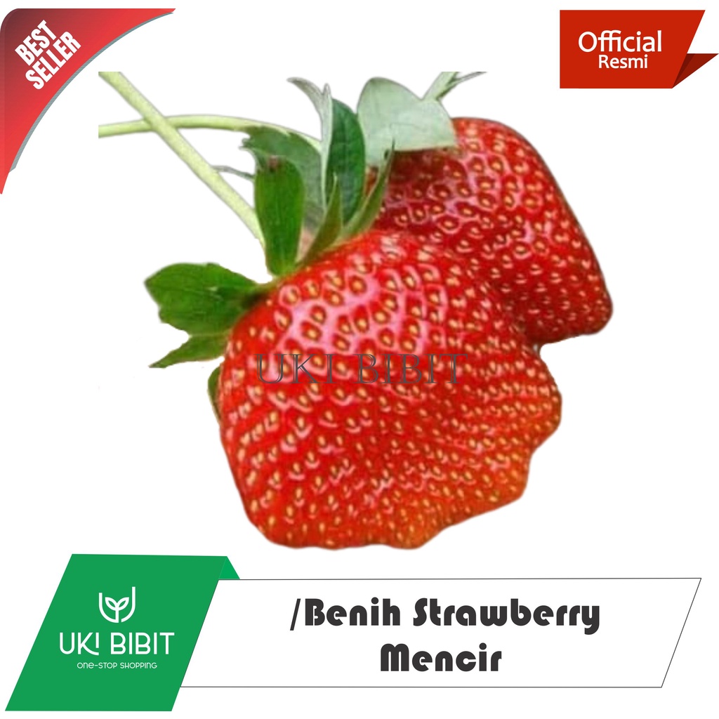 ( 10 Butir ) Benih Biji Strawberry Mencir | Dataran Rendah