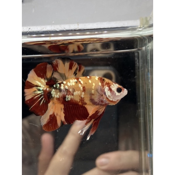 Cupang nemo cooper gold NMCOP18