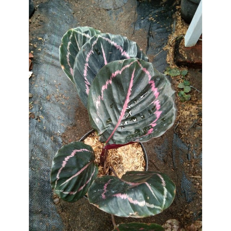 Calathea Black Lipstik - Tanaman Hias Calathea Black Lipstik - Calathea Koleksi