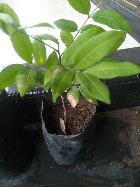 Diskon Bibit Tanaman Buah Kiwi 1paket (2 Pohon)