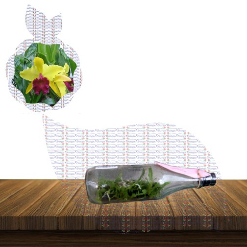 Bibit Tanaman Bunga Anggrek Catleya - Anggrek Botol Cattleya