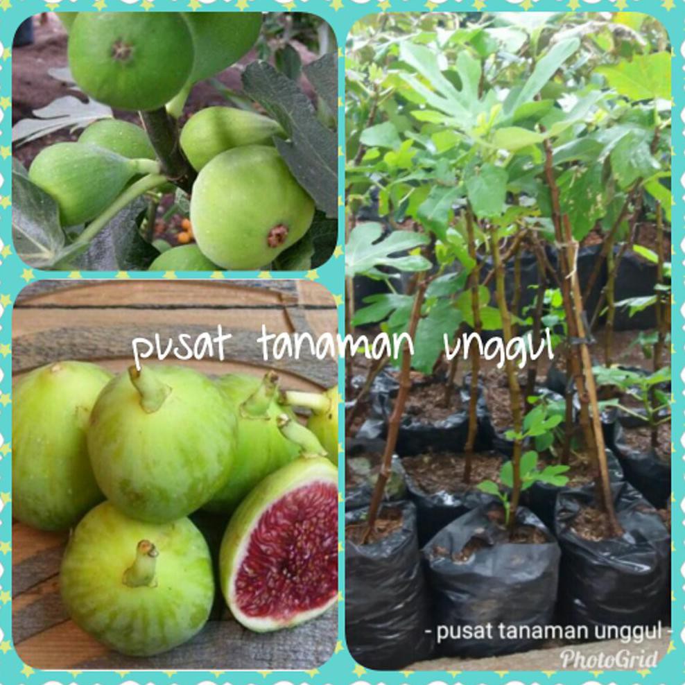 Free Ongkir Bibit Buah Tin Hijau Atau Green Jordan Kw1