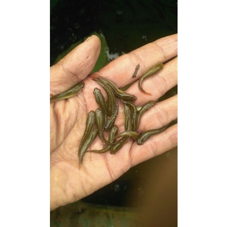 

bibit ikan gabus paket hemat 50 ek