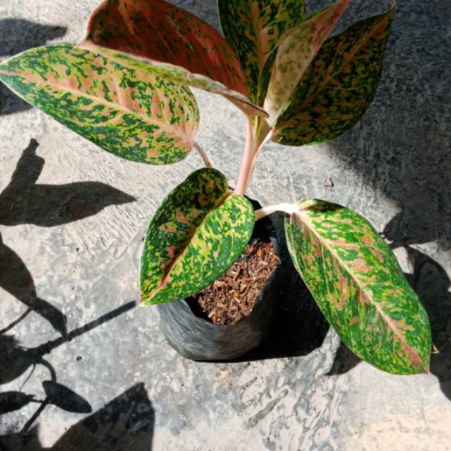 Bunga aglonema hot ledy