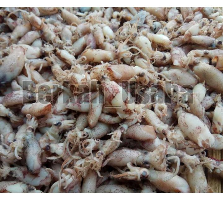 

Kekinian - BABY CUMI ASIN REBUS size 1-3cm Per 1kg IKAN ASIN GROSIR SOTONG KECIL BEBI CUMI ASIN KECIL