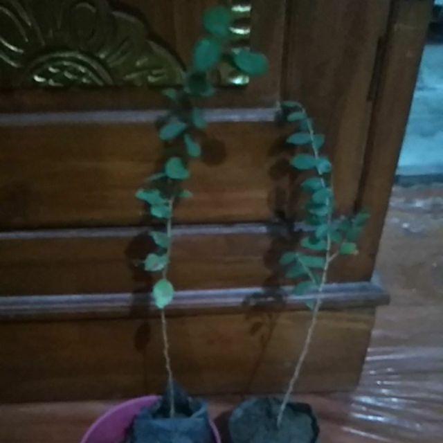 Pohon Bidara Arab / Bibit Bidara Arab / Pohon Sidr