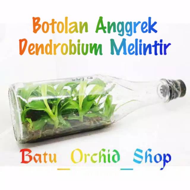 Anggrek Botol Dendrobium Melintir/Keriting Hybrid