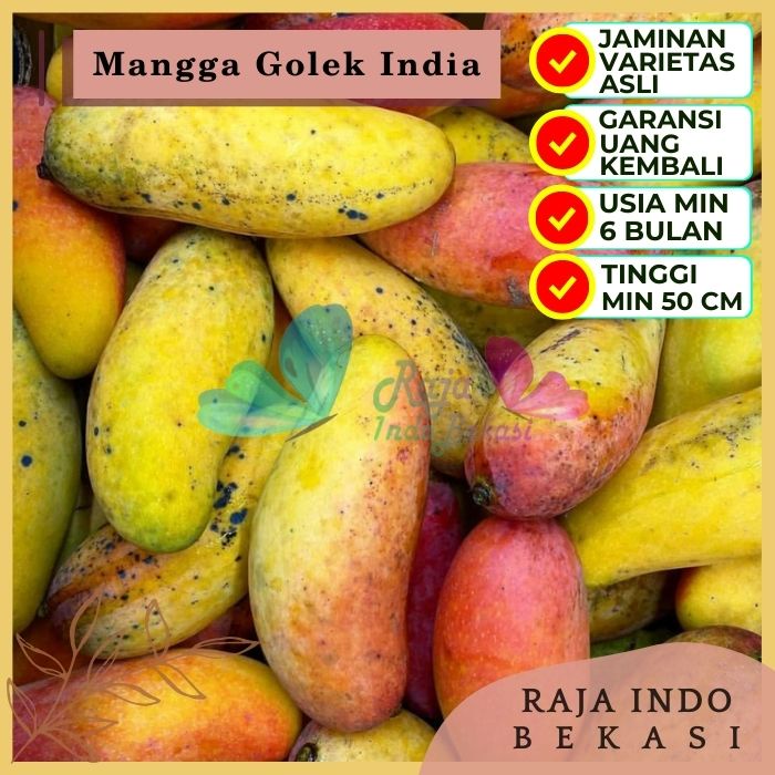 Bibit Tanaman Buah MANGGA GOLEK INDIA Premium