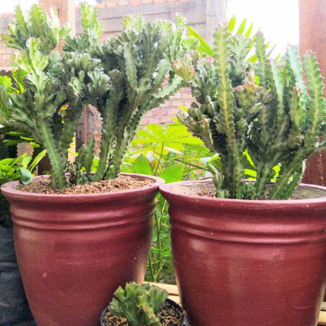Euphorbia lactea