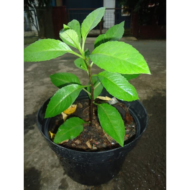 Tanaman Sambung nyawa Herbal