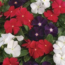 Benih Bunga Vinca Mix Banyak Warna 20 seed