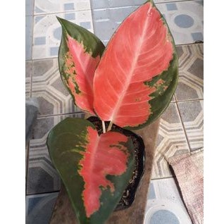AGLONEMA RED KOCIN ASLI / BIBIT AGLONEMA RED KOCHIN / AGLONEMA RED KOCHIN MURAH / AGLONEMA RED KOCIN