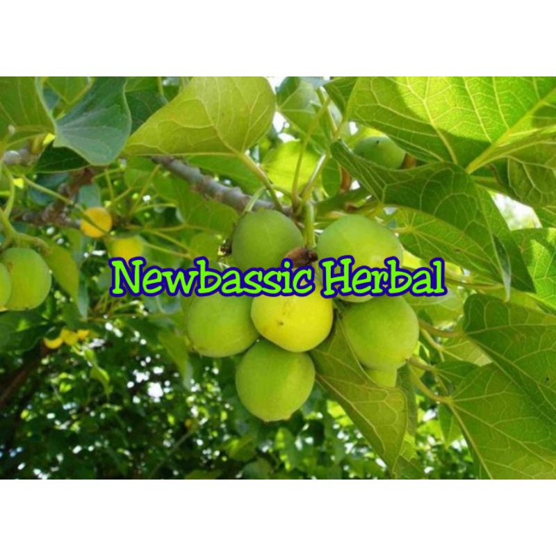 

paket hemat buah jarak fresh 1kg