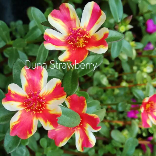 Krokot : Duna Strawberry