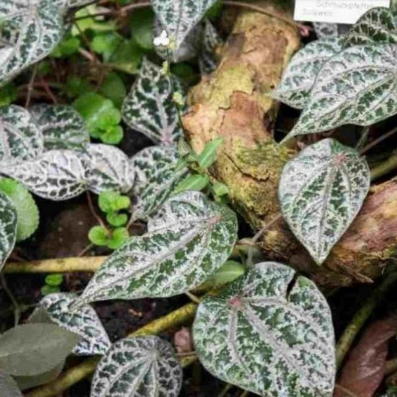 

daun sirih merah segar
