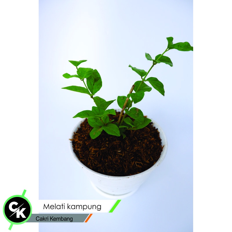 Tanaman Hias Bunga Melati Kampung (Jasminum Officinale) Berbunga - bibit melati kampung bunga murah - BAKUL KEMBANG