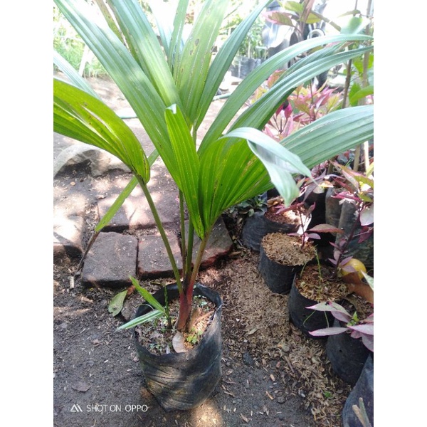 promo murah 4 bibit palem merah/pinang merah/palem lipstik