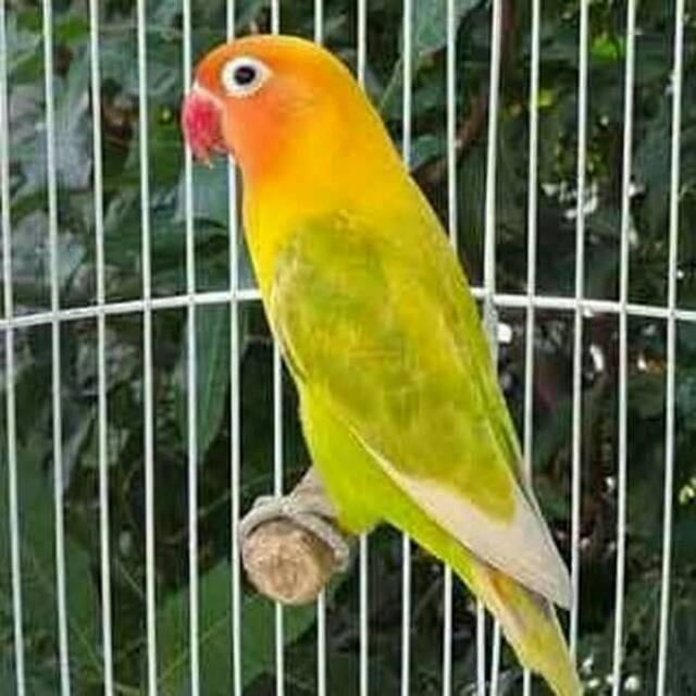 

Love bird pasjo dewasa siap ternak