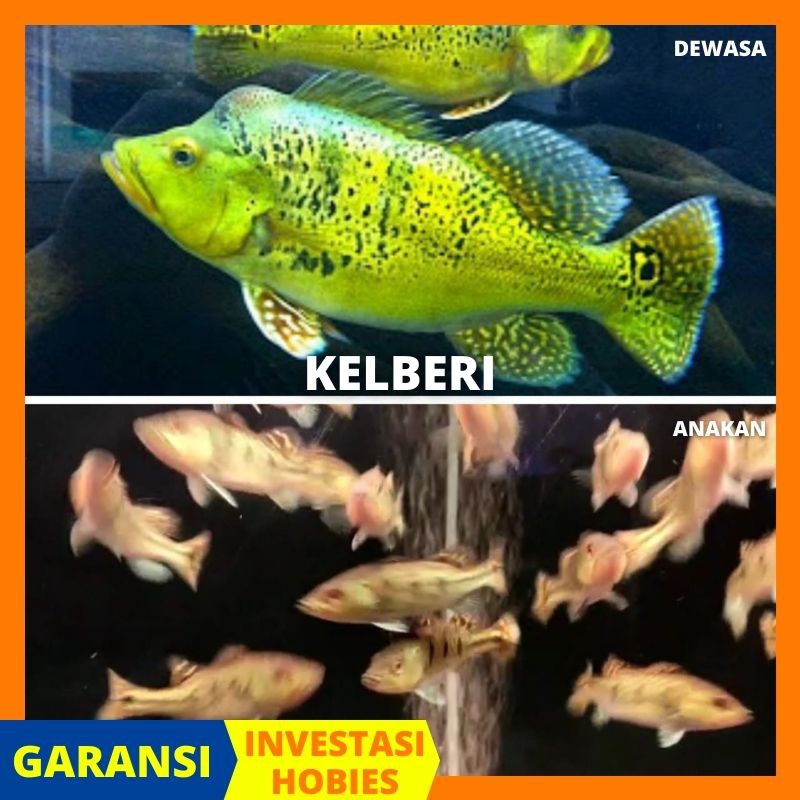 pbass kelberi 12-14cm - peacock bass kelberi predator-