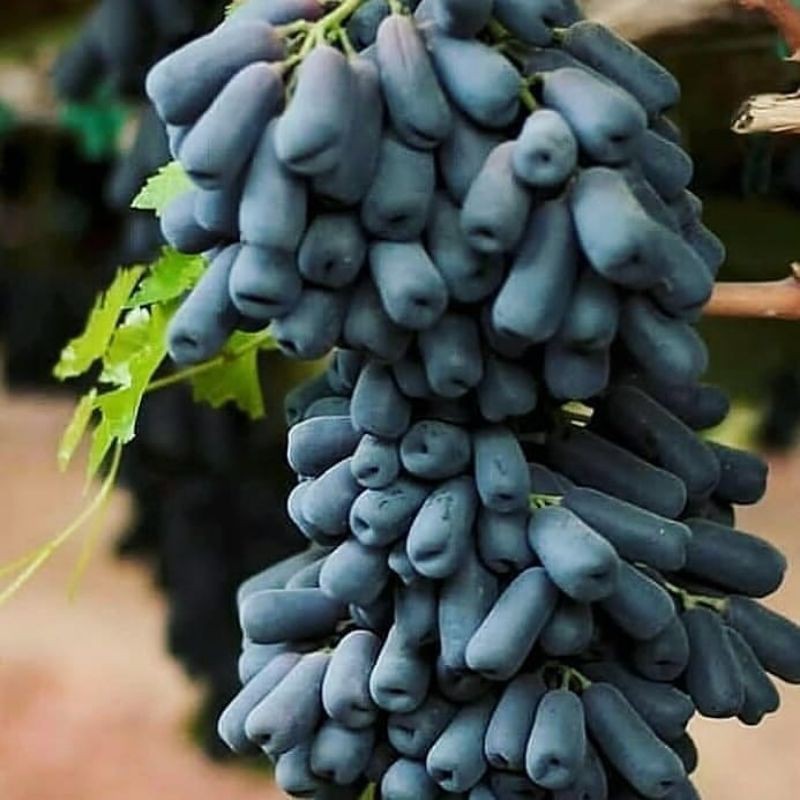 

Anggur Moondrop Sapphire Seedles /500 gr