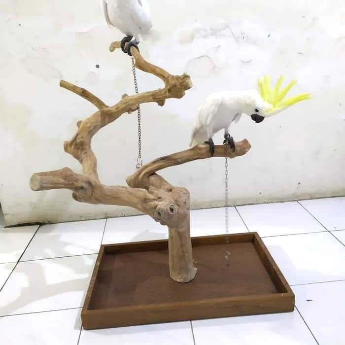 Tangkringan Parrot Kayu Kopi