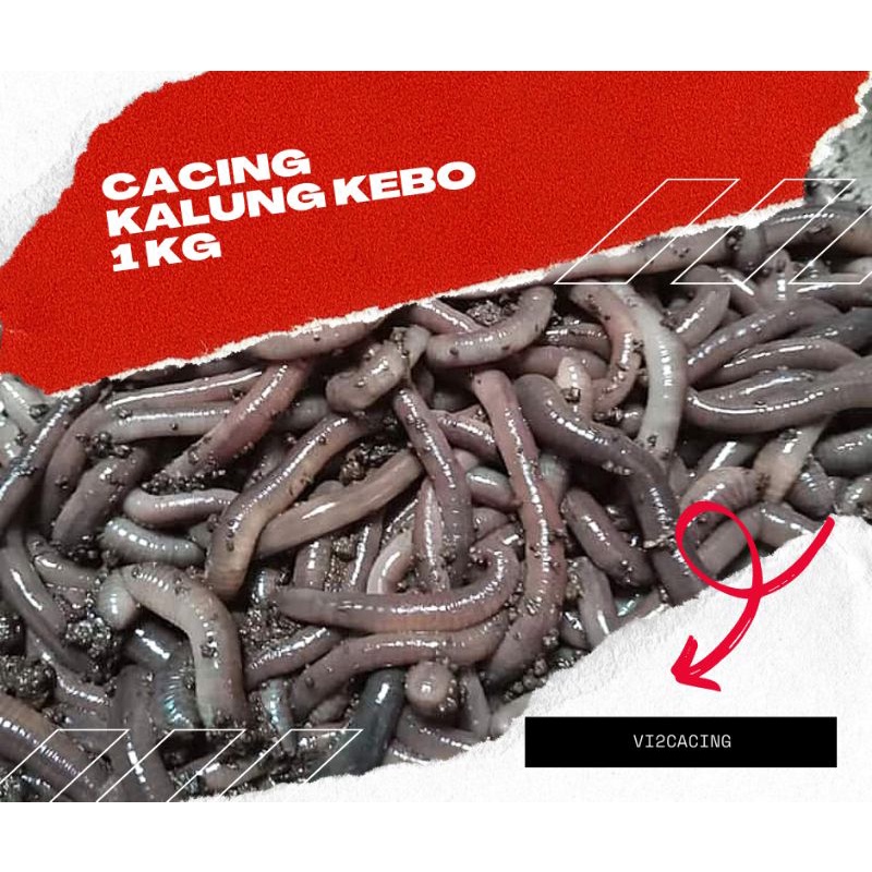 Cacing Tanah Kalung Kebo Merah Hitam Besar Gede Umpan Pancing Mancing Galatama Bawal Lele Obat Types