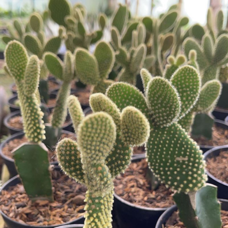 Kaktus Grafting Mickey | Opuntia Microdays