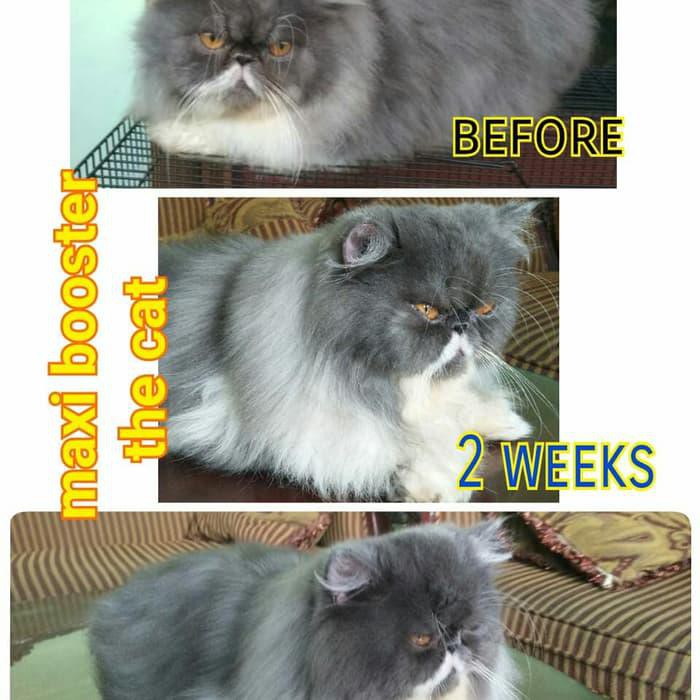 maxi makanan kucing/ ,vitamin kucing gemuk dan bulu  KUCING/ Vitamin Maxi Booster Khusus Kucing