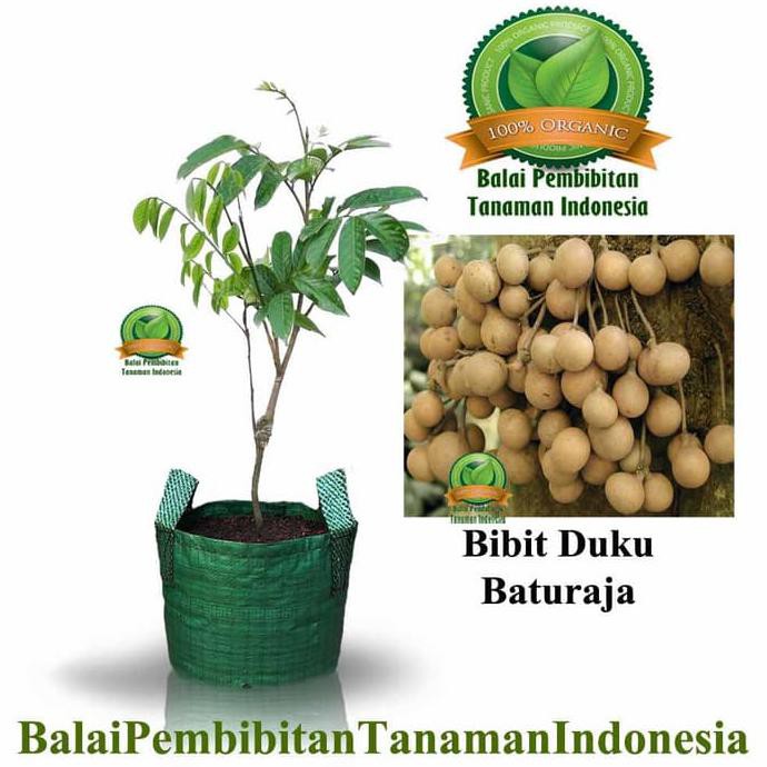 MERAH BIBIT DUKU BATU RAJA / BIBIT BUAH / TANAMAN C4PS