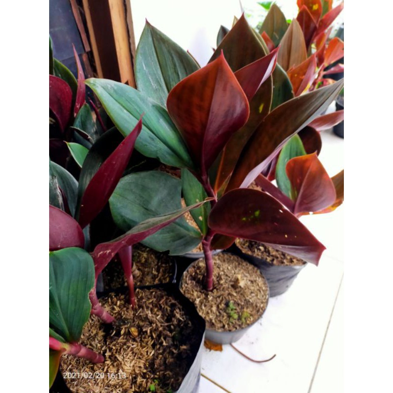 TANAMAN PACING MERAH / POHON PACING MERAH