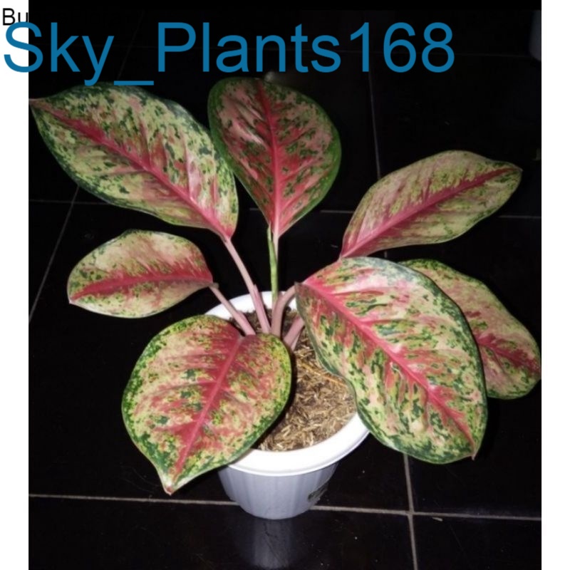 Anakan Aglonema Sweet Dream