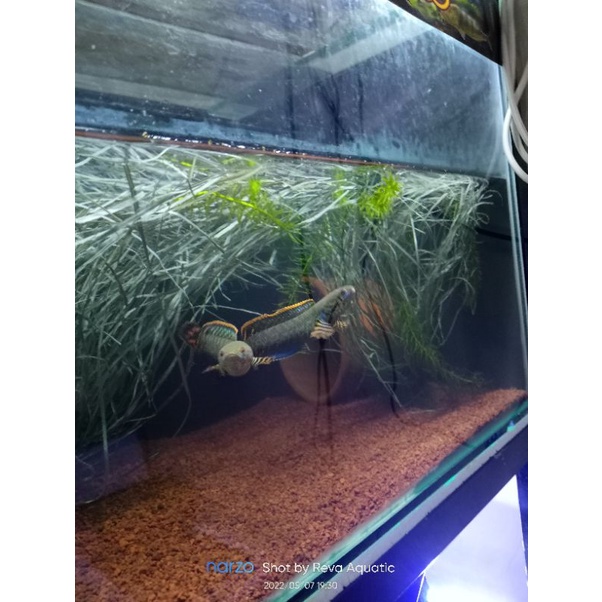 chana bleheri pair proven 10-12cm