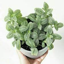 (BISA COD) Fittonia mini white / pitunia putih /pitonia putih - BAKUL KEMBANG