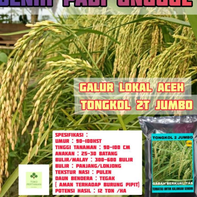 [PROMO LZF65] COD tongkol2 jumbo benih padi Galur lokal Aceh berkualitas. Harga Murah