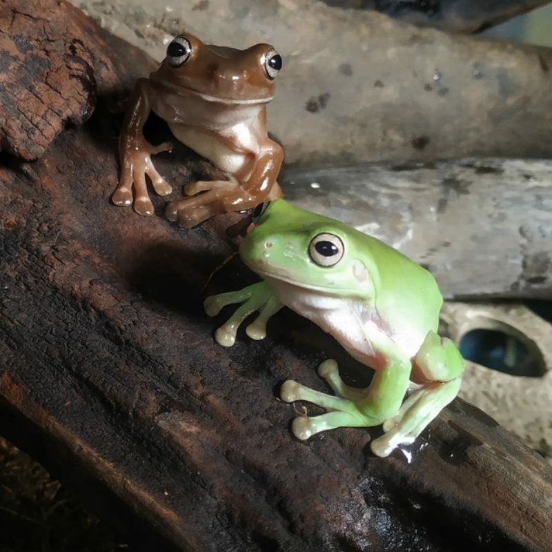 Kodok Pesek atau Dumpy Frog