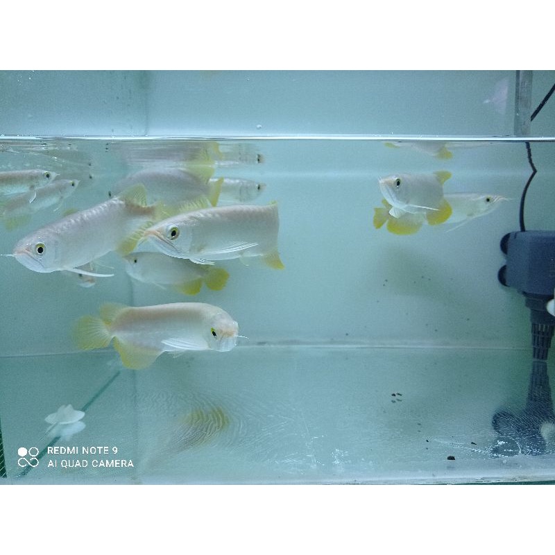 Promo special*Arwana banjar red metalik 21-22cm