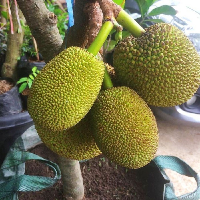 Pupuk Organik Pelebat Buah dan Booster Nangka Cepat Berbuah Lebat