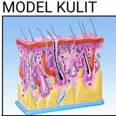 

kulit alat peraga pendidikan model kulit pxlxt (37x10x28)cm bsa di lihat dngn jelas bagian bagiannya