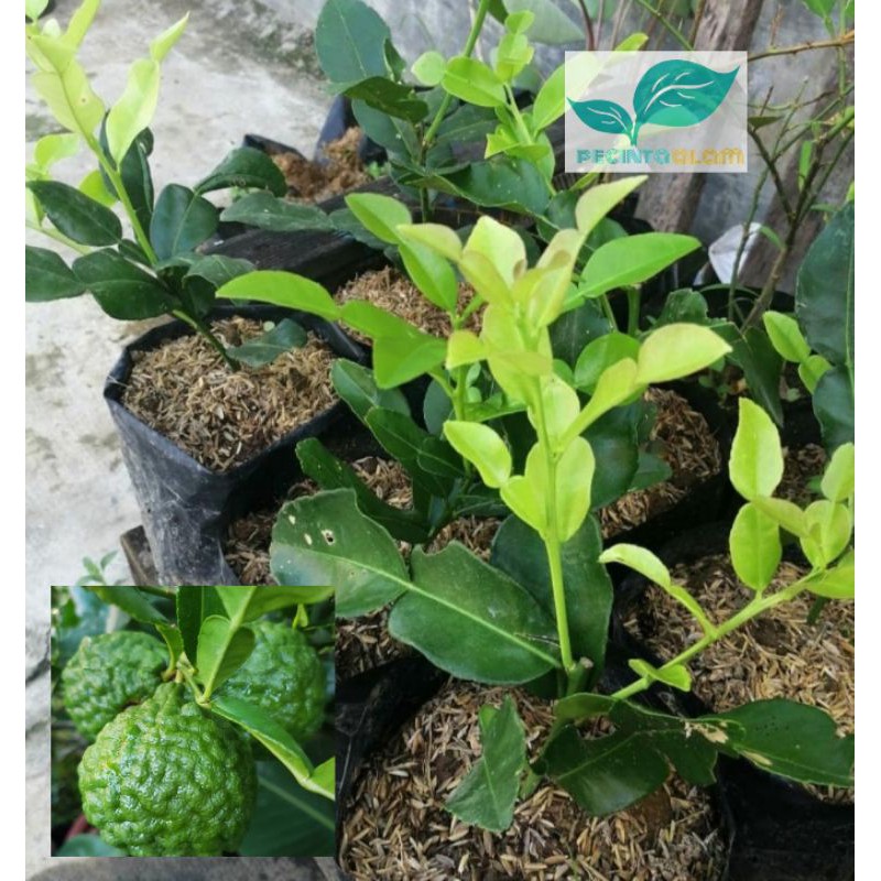 Bibit jeruk purut / Tanaman daun jeruk purut