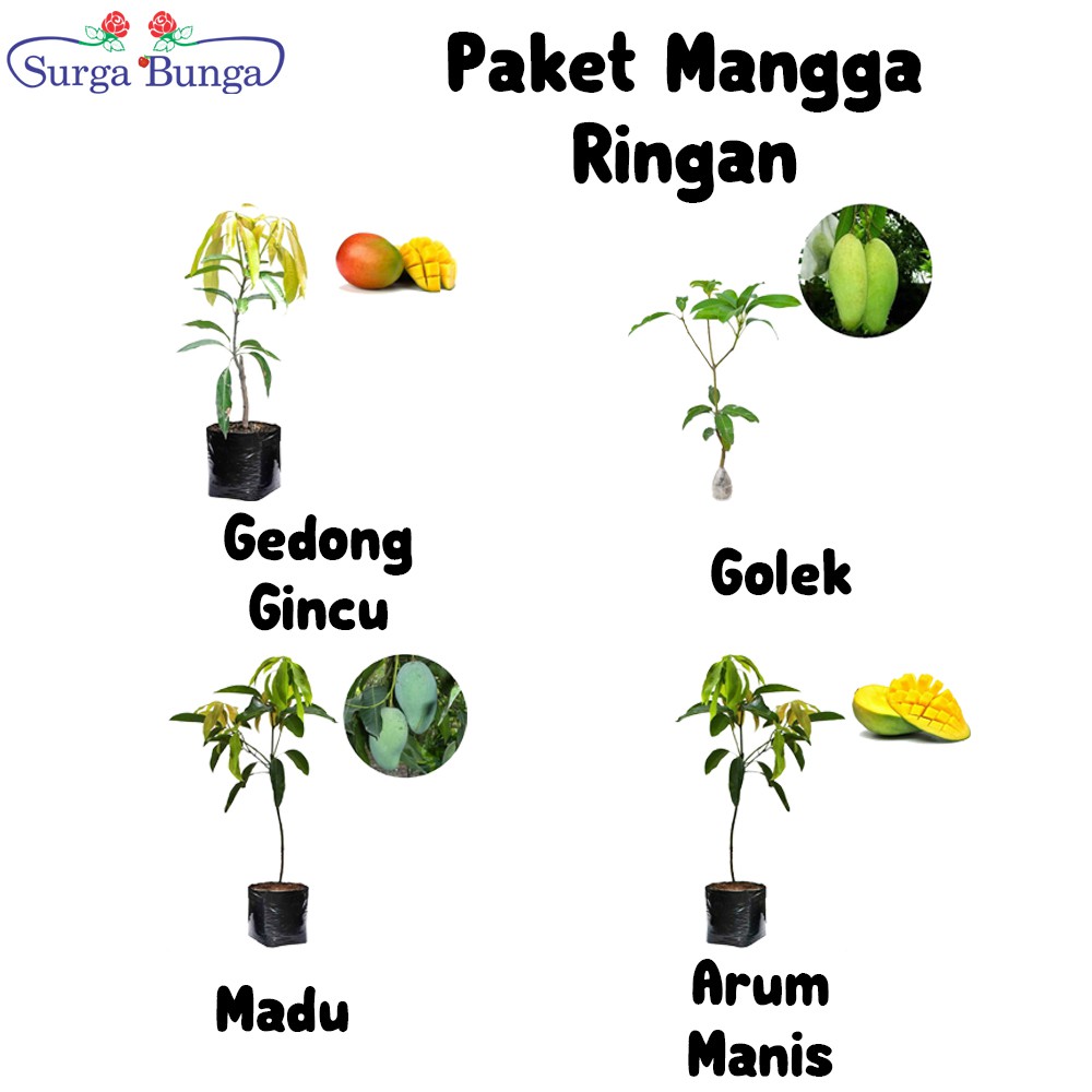 Tanaman Buah Mangga Istimewa (tambulapot) - bibit buah