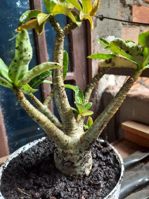 Adenium Thai Socco