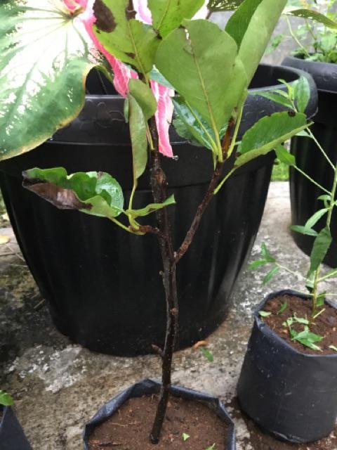 Bibit Buah Pear Pir Hijau Asia