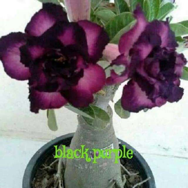 Adenium tumpuk/kamboja jepang