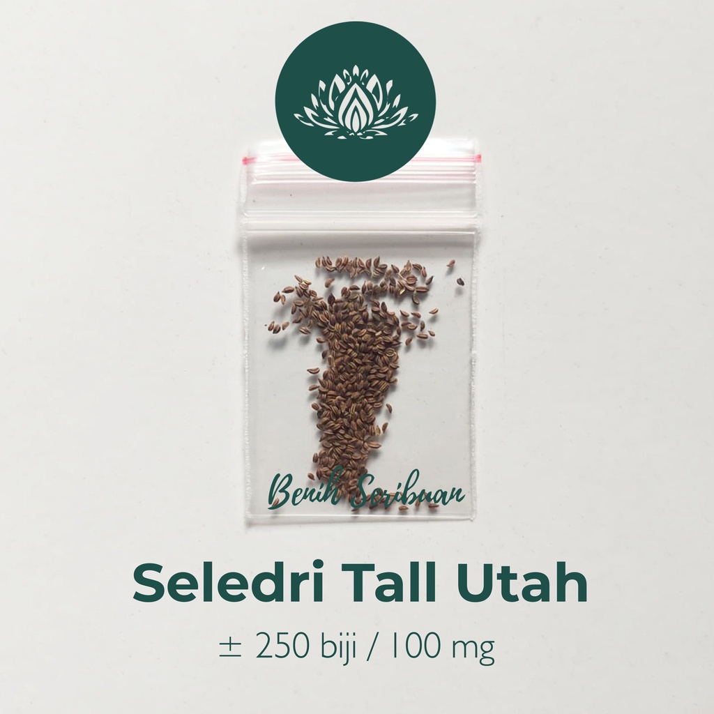 250 Bibit Seledri Batang Besar Tall Utah Benih Tanaman Sayuran Celery Stick Premium Super Unggul