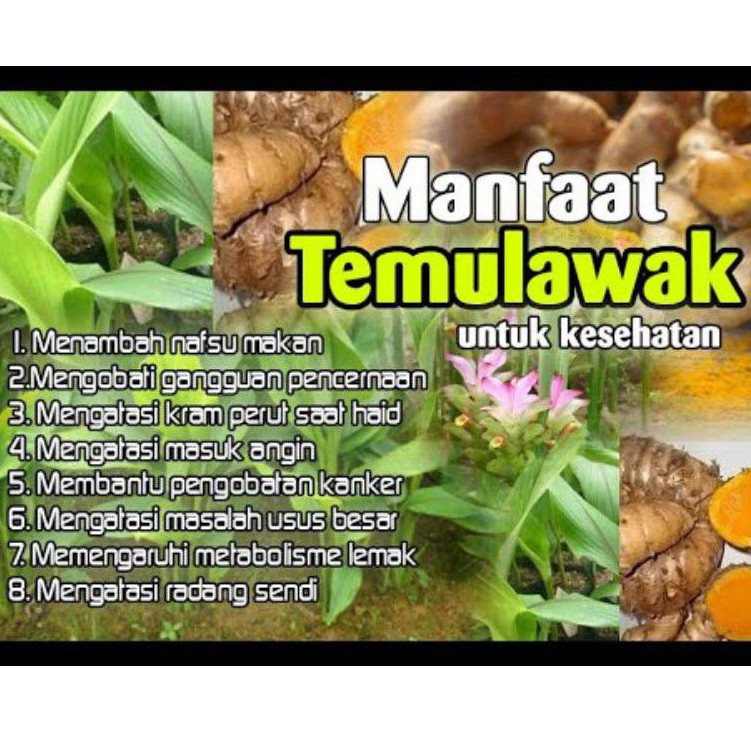

TEMULAWAK KERING IRIS JSR
