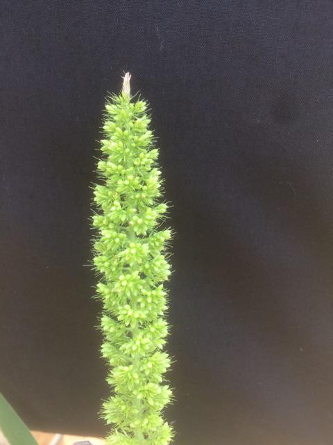 Jaring Burung Pelindung Padi Di Sawah Warna Putih Bening