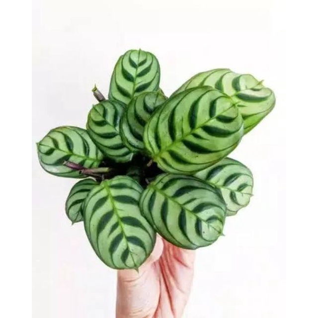 (INYONG PLANT) CALATHEA SEPAT