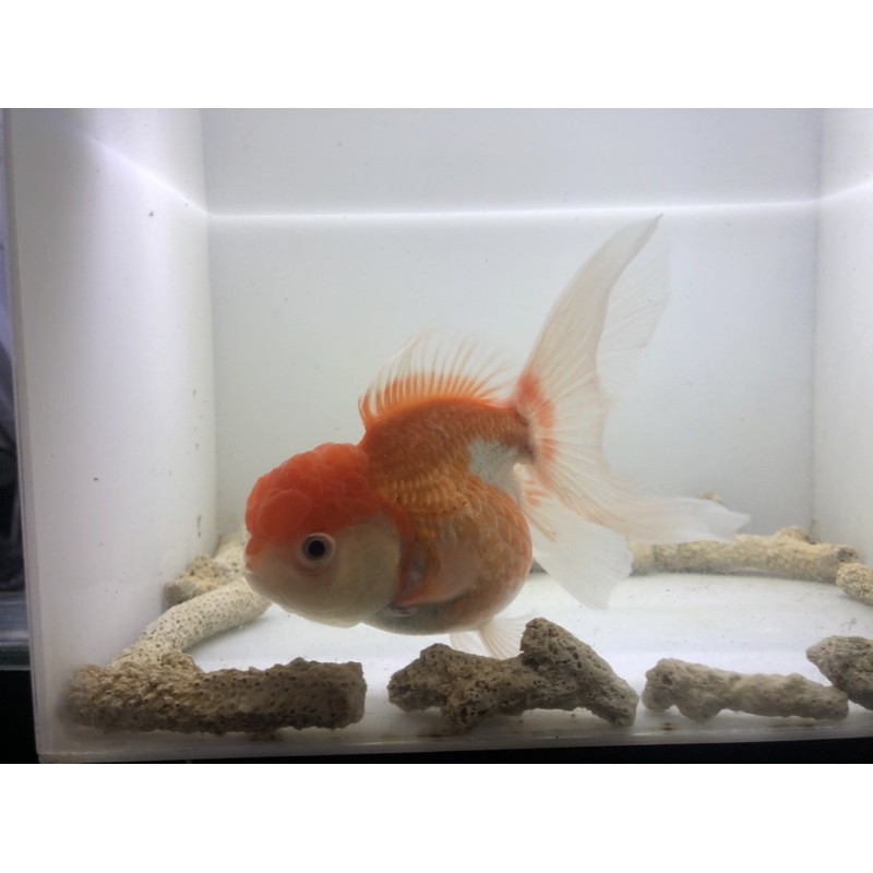 Ikan Mas Koki Oranda Jambul