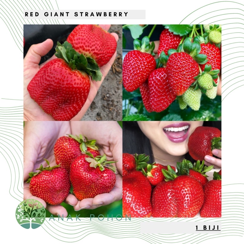 Benih Bibit Biji - Buah Strawberry Merah Super Besar Jumbo Stroberi Manis (Red Giant Strawberry Seeds) - IMPORT